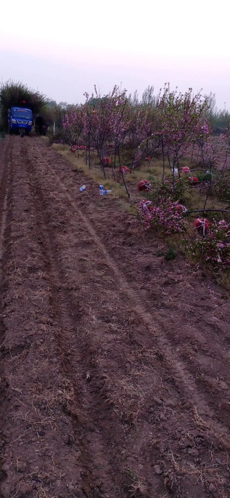 三公分榆叶梅丛生和独杆带土球山西榆叶梅