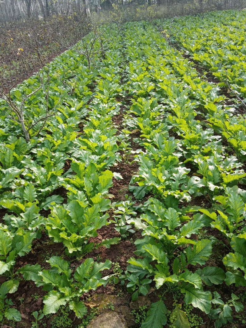 鲜榨菜，大头菜，量大从优