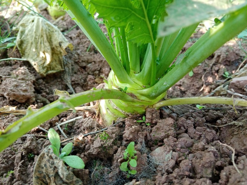 鲜榨菜，大头菜，量大从优