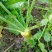 鲜榨菜，大头菜，量大从优