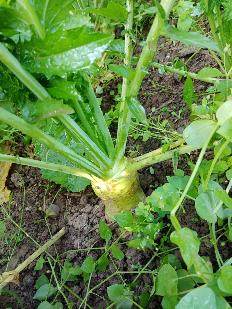 鲜榨菜，大头菜，量大从优