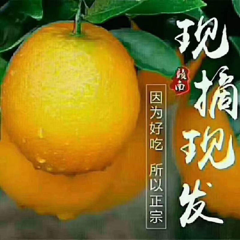 赣南脐橙，需要的可以看过来