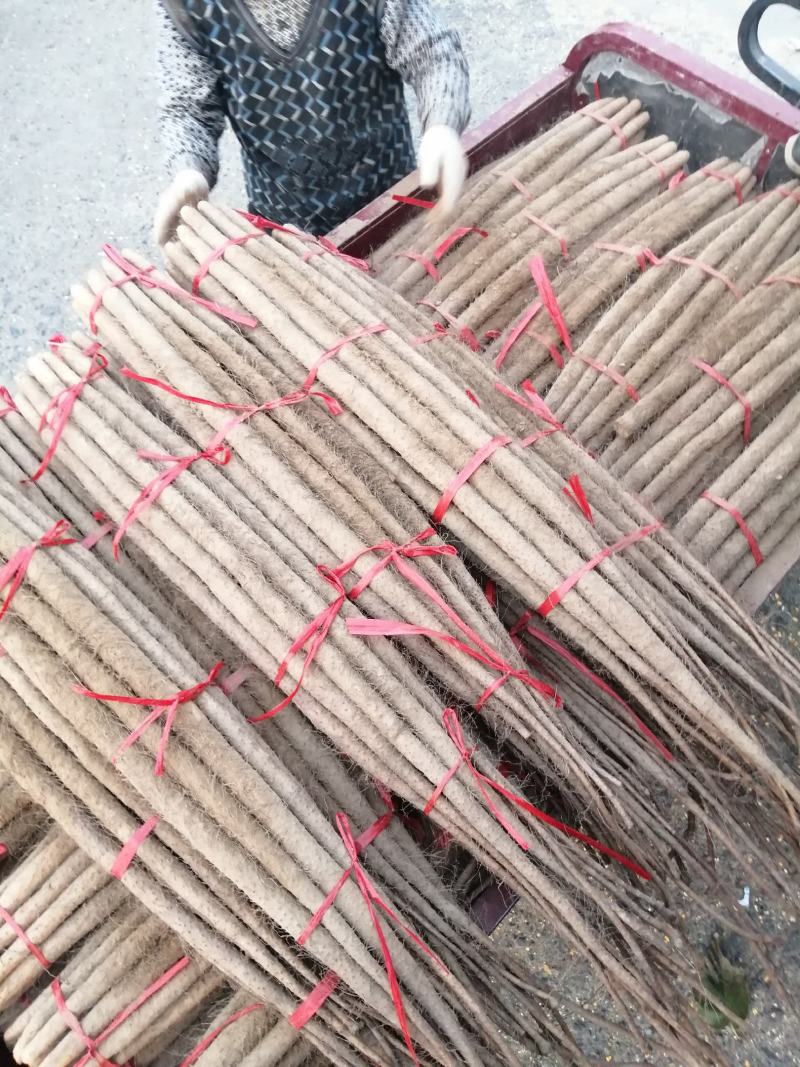 【陕西山药】渭南铁棍山药品质好价格优欢迎选购