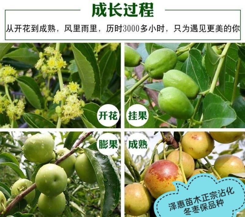 枣树苗潘枣树苗和田大枣金丝枣品种多规格全保品种保质量