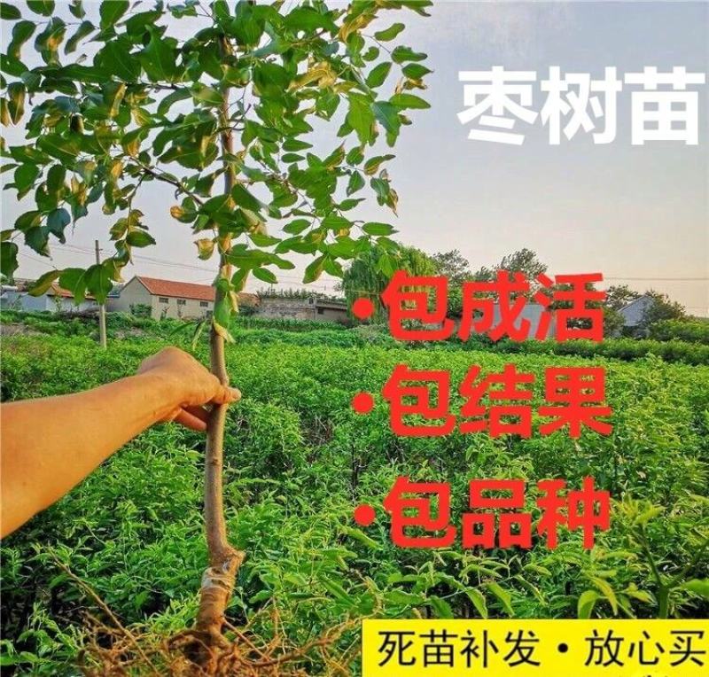 枣树苗潘枣树苗和田大枣金丝枣品种多规格全保品种保质量