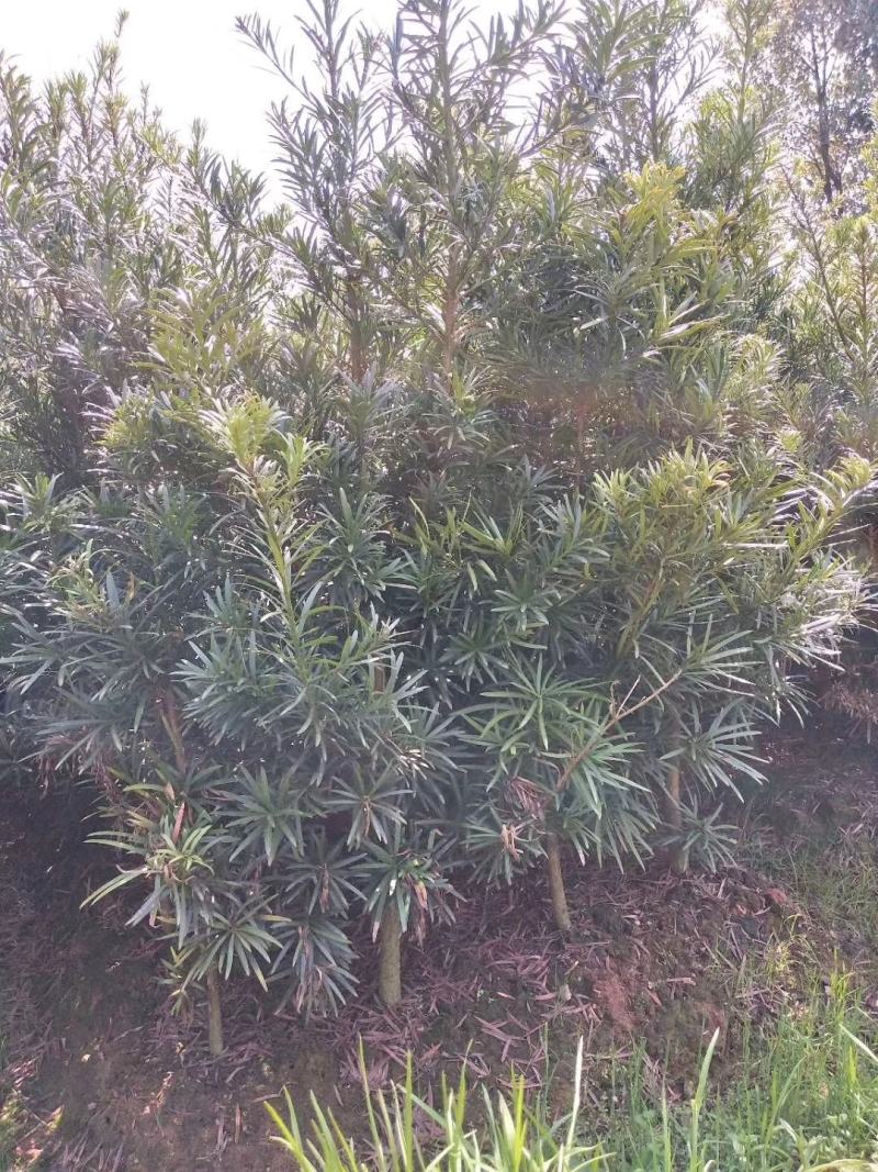 大量供应罗汉松2-8公分