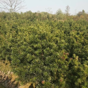 大量供应罗汉松2-8公分