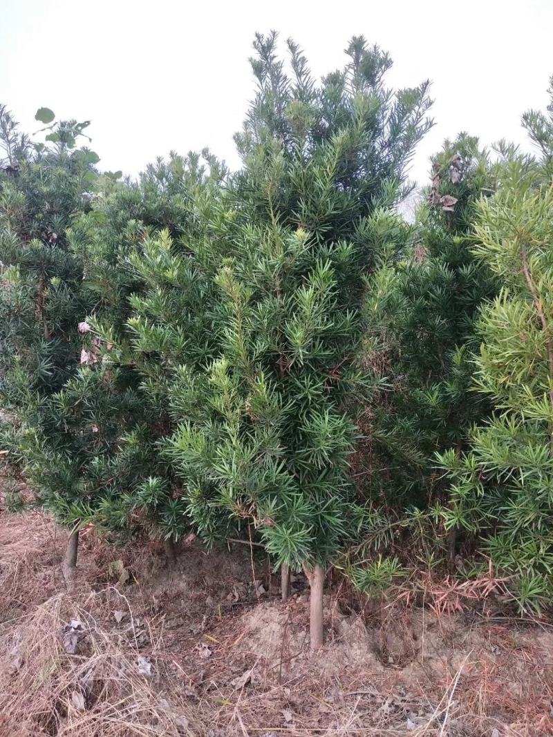 大量供应罗汉松2-8公分