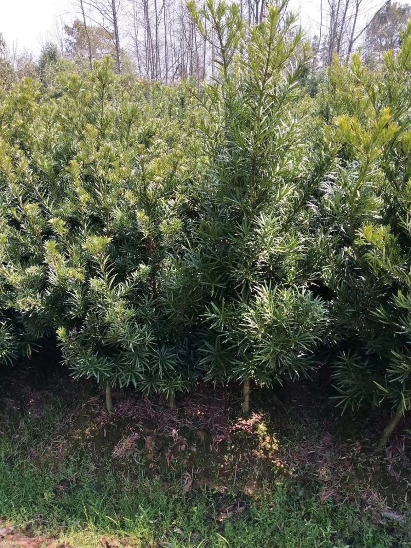 大量供应罗汉松2-8公分
