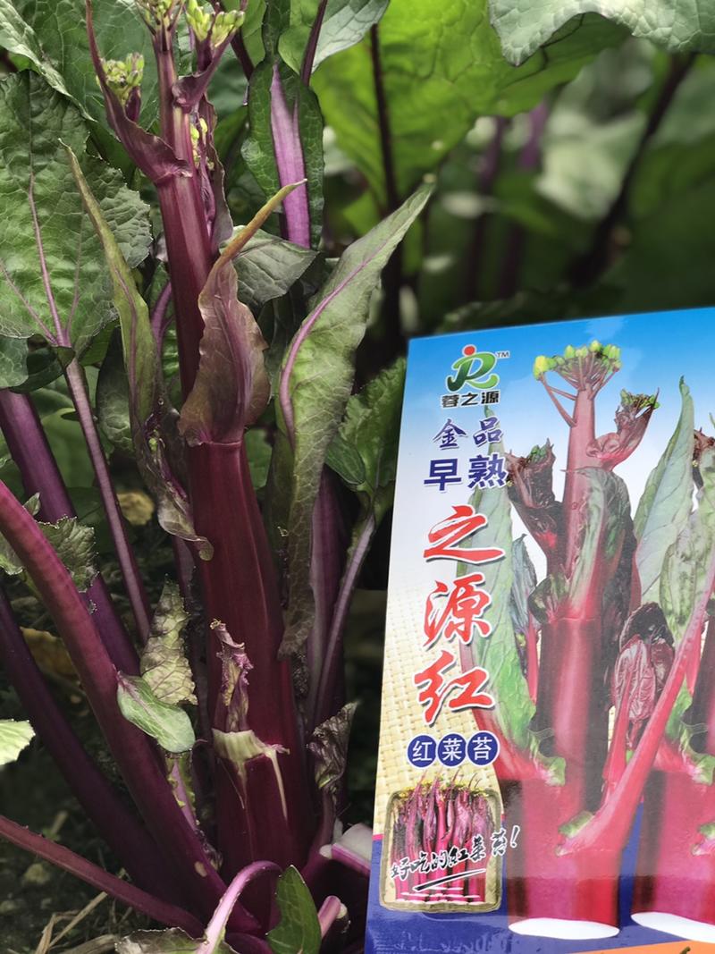 杂交早熟红菜苔种子颜色红靓早熟性好绿芯甜油菜