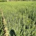 小叶扶芳藤基地大量现货供应，可以送货上门
