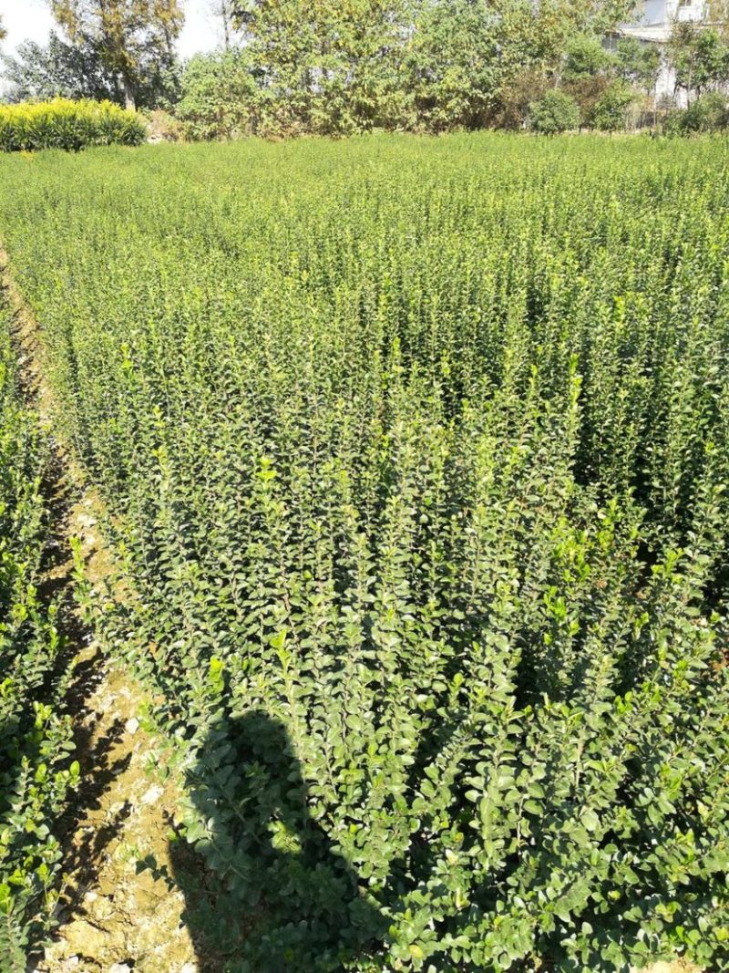 小叶扶芳藤基地大量现货供应，可以送货上门