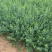小叶扶芳藤基地大量现货供应，可以送货上门
