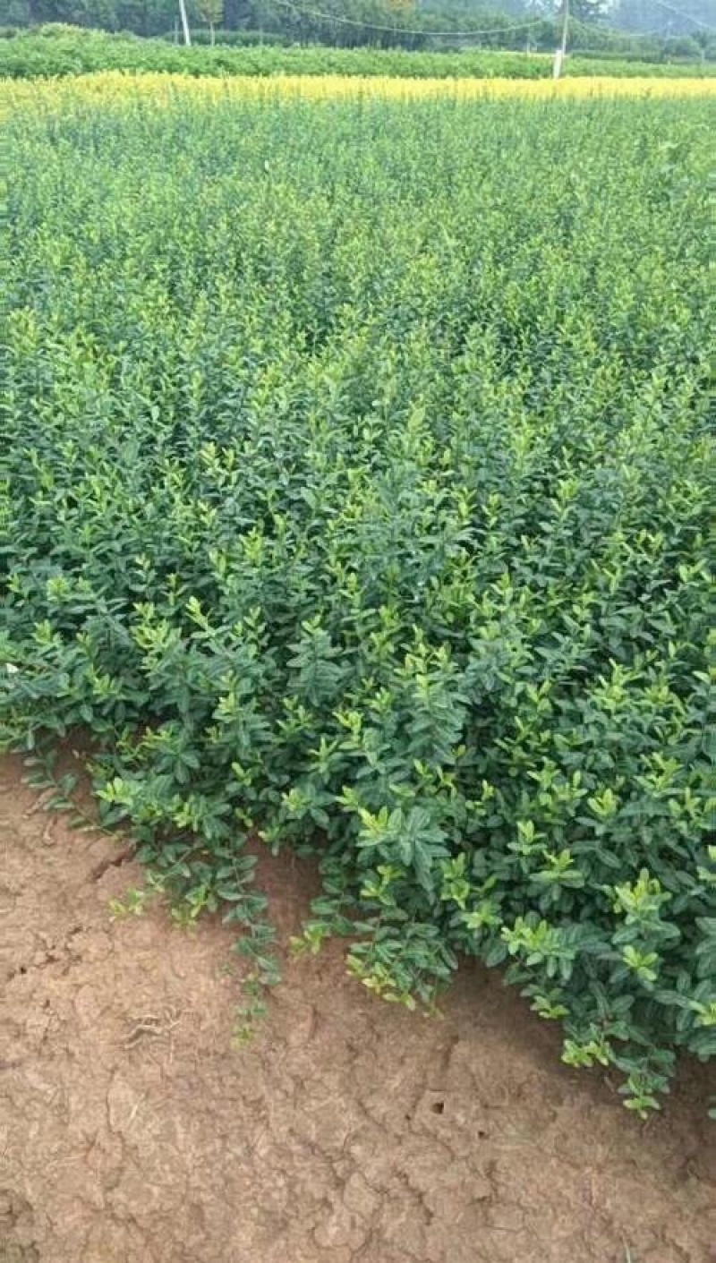 小叶扶芳藤基地大量现货供应，可以送货上门