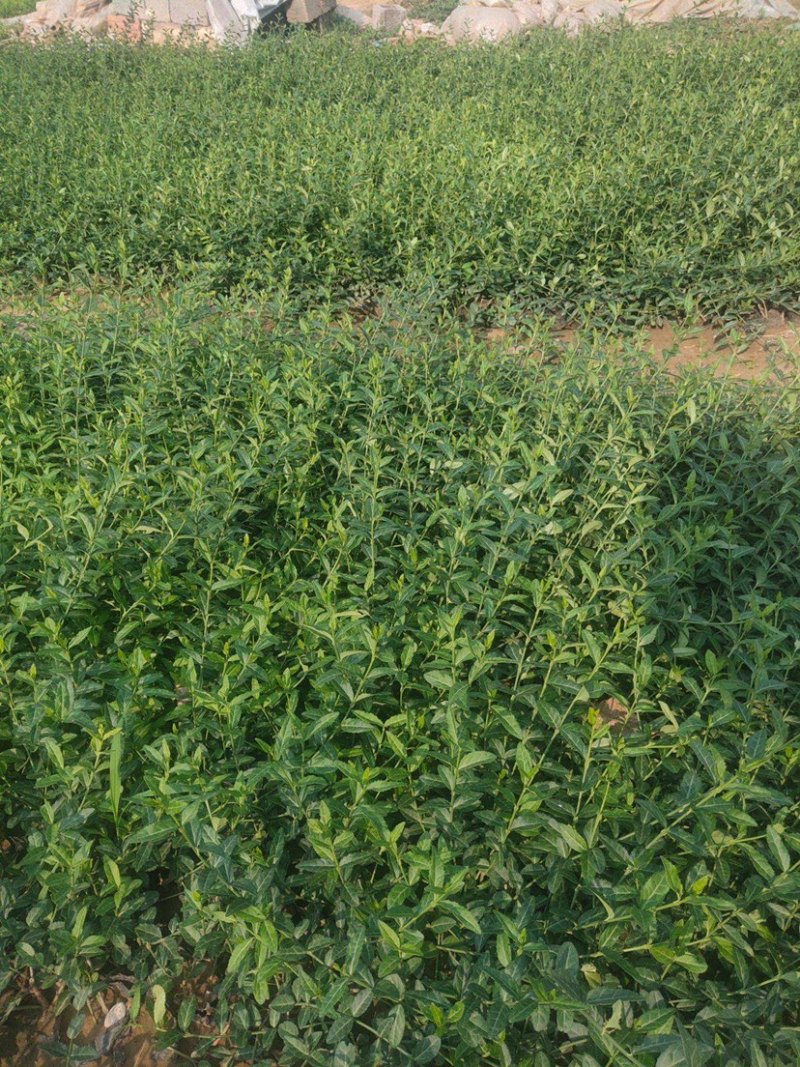 小叶扶芳藤基地大量现货供应，可以送货上门