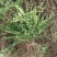 小叶扶芳藤基地大量现货供应，可以送货上门