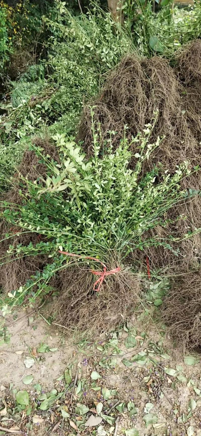 小叶扶芳藤基地大量现货供应，可以送货上门