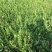 小叶扶芳藤基地大量现货供应，可以送货上门