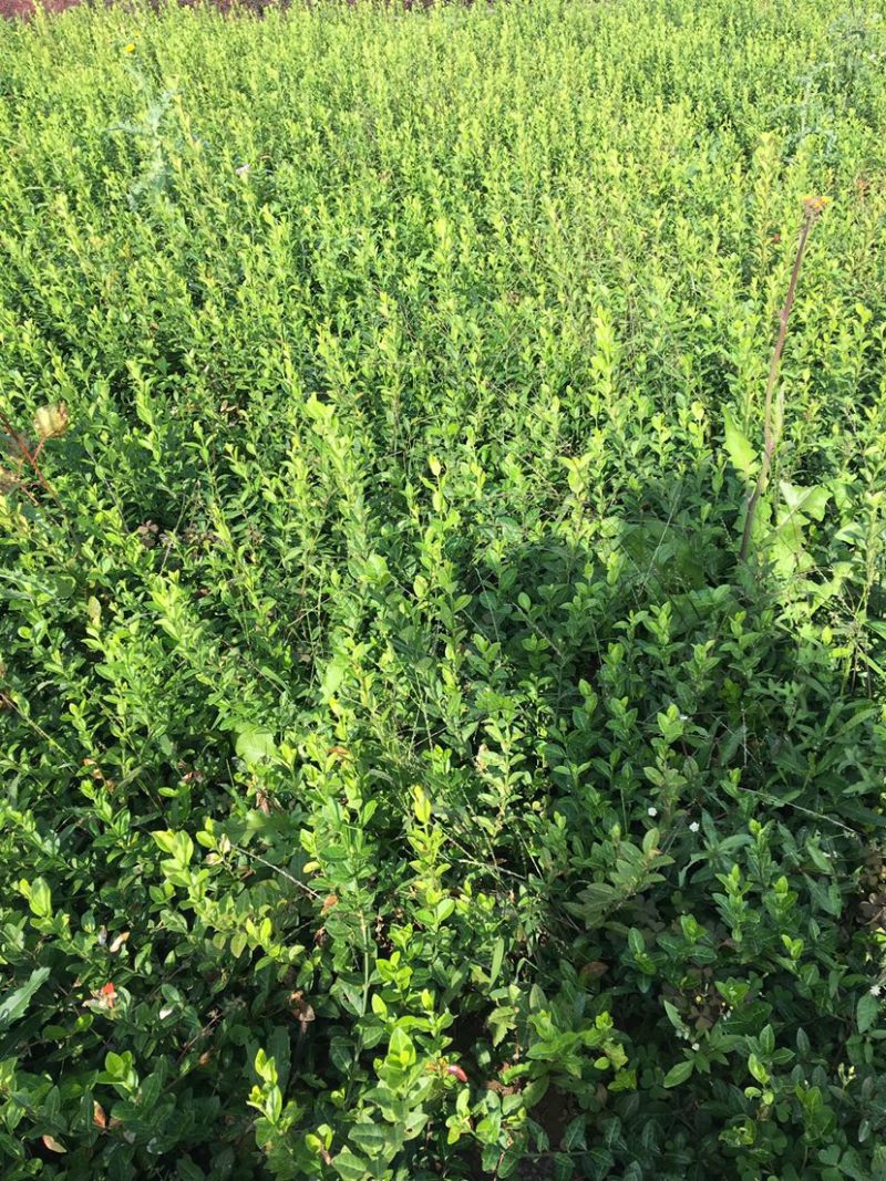 小叶扶芳藤基地大量现货供应，可以送货上门