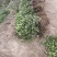 小叶扶芳藤基地大量现货供应，可以送货上门