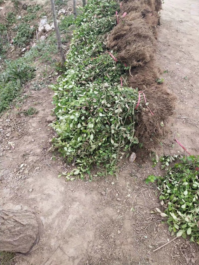 小叶扶芳藤基地大量现货供应，可以送货上门