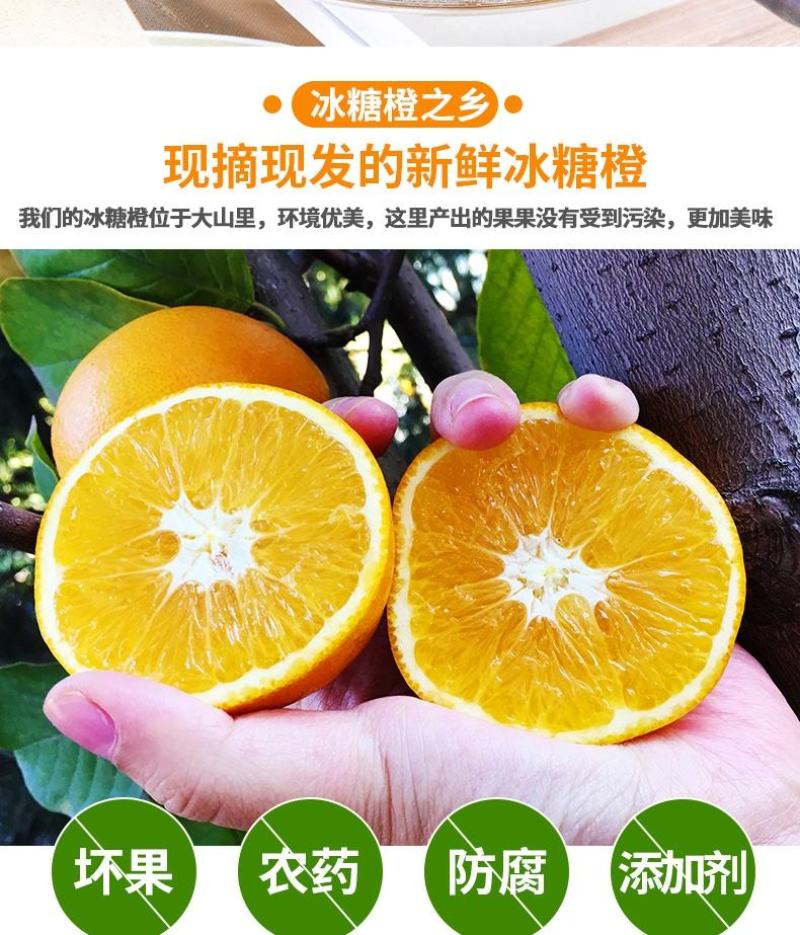 湖南麻阳冰糖橙一件代发整车批发落地配产地代办