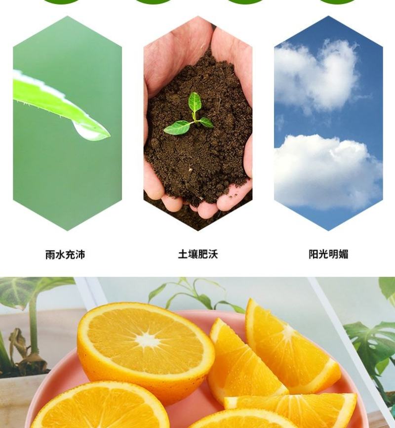 湖南麻阳冰糖橙一件代发整车批发落地配产地代办