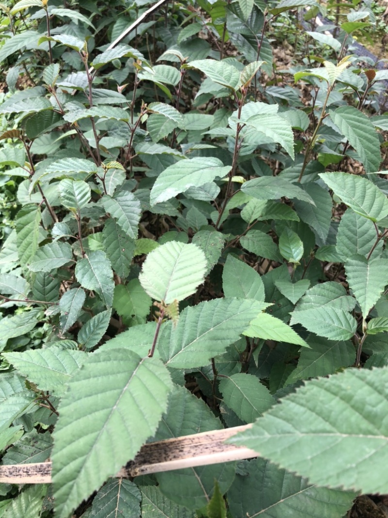 桦木（光皮桦）（西南桦）营养袋培育苗证件齐全拒绝假苗