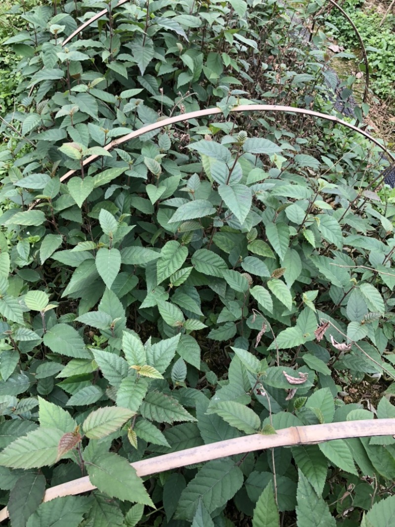 桦木（光皮桦）（西南桦）营养袋培育苗证件齐全拒绝假苗