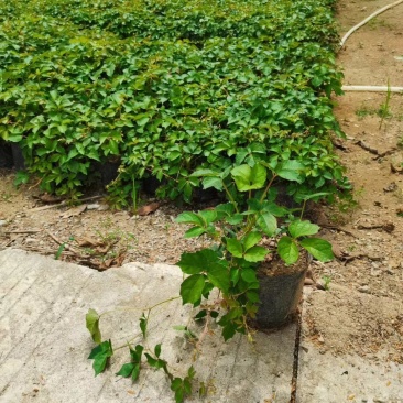 爬山虎（藤本植物)主要做立体绿化，年底叶子为艳红色