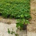 爬山虎（藤本植物)主要做立体绿化，年底叶子为艳红色