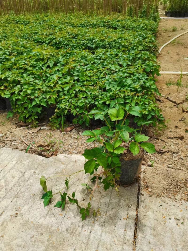 爬山虎（藤本植物)主要做立体绿化，年底叶子为艳红色