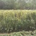 爬山虎（藤本植物)主要做立体绿化，年底叶子为艳红色