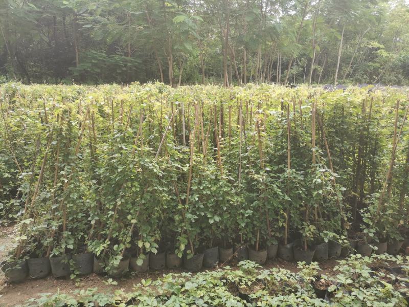 爬山虎（藤本植物)主要做立体绿化，年底叶子为艳红色