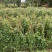 爬山虎（藤本植物)主要做立体绿化，年底叶子为艳红色
