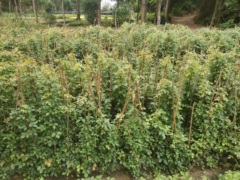 爬山虎（藤本植物)主要做立体绿化，年底叶子为艳红色