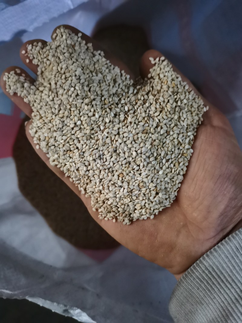 江苏纯本土黑白芝麻