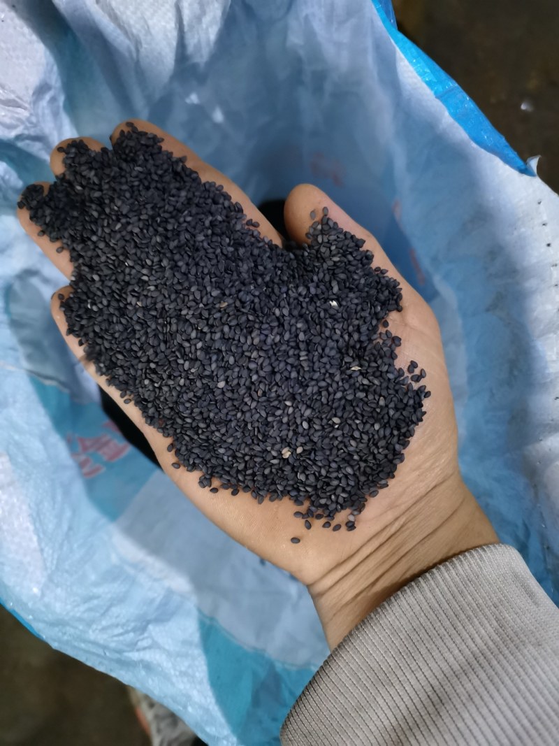 江苏纯本土黑白芝麻