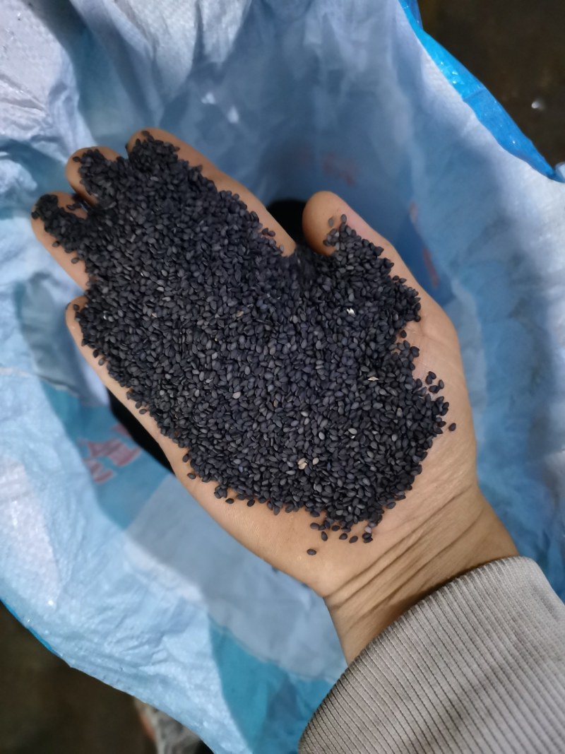 江苏纯本土黑白芝麻
