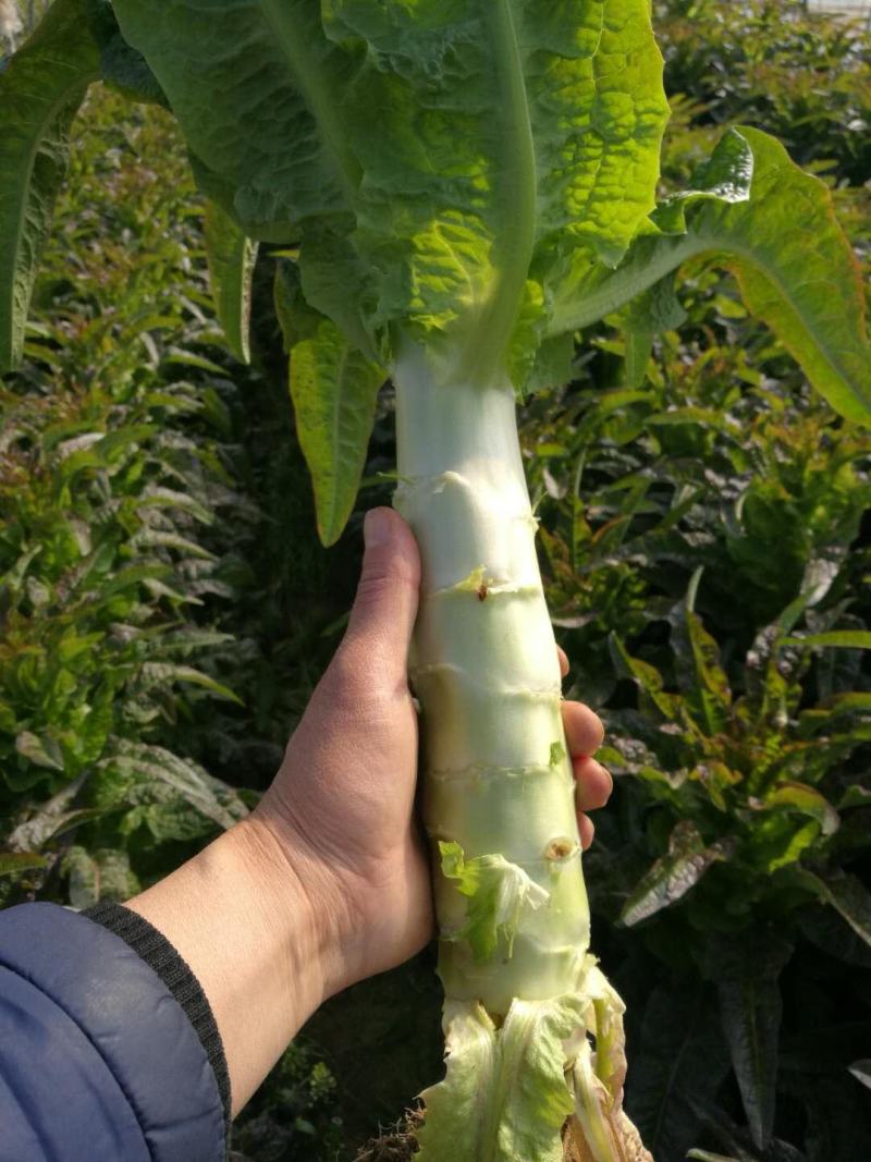 精品红叶香莴苣产地直发保质保量诚信经营