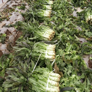 精品红叶香莴苣产地直发保质保量诚信经营
