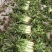 精品红叶香莴苣产地直发保质保量诚信经营