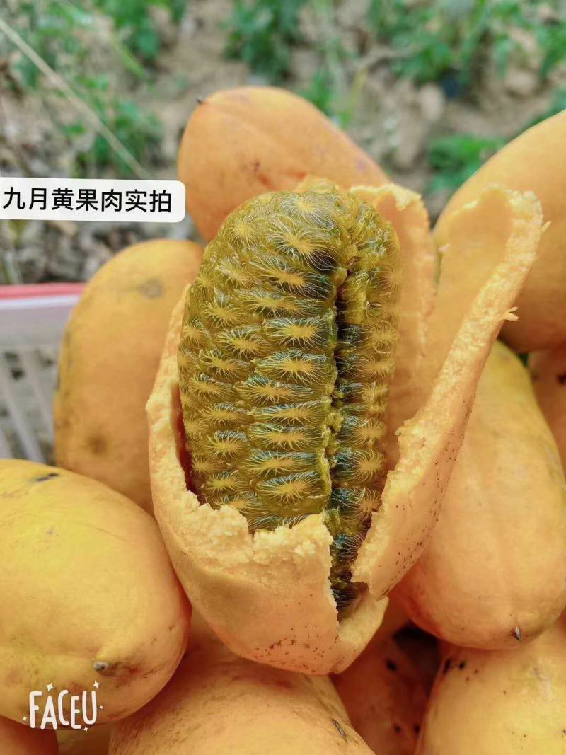 九月黄苗九月瓜苗，两年生，种植易活，两年挂果
