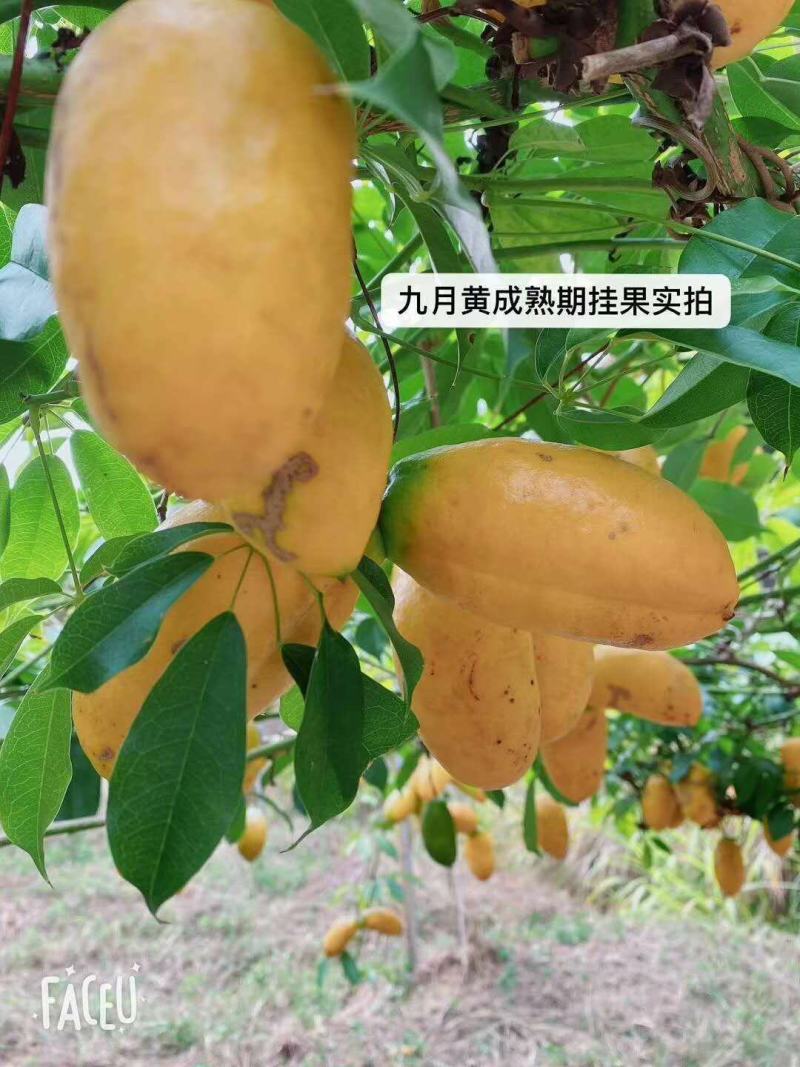 九月黄苗九月瓜苗，两年生，种植易活，两年挂果