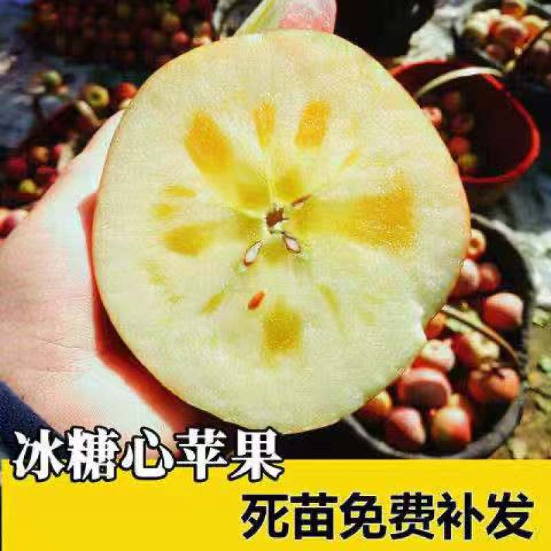 冰糖心苹果苗-黑钻苹果-蛇果苹果-国光苹果-品种保证