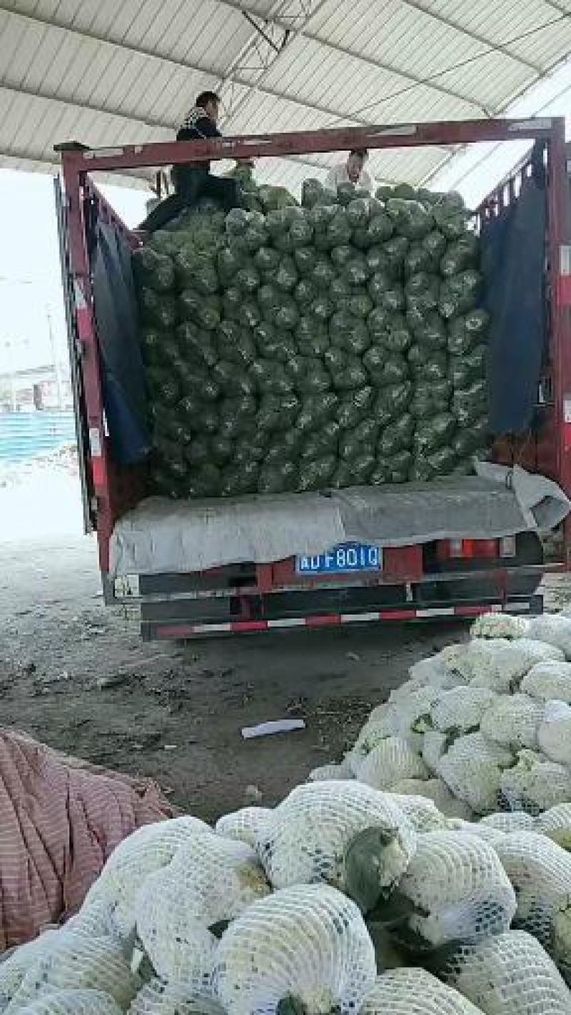 有机花大量上市中欢迎新老客户采购了
