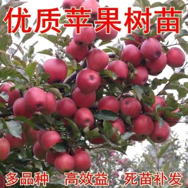 烟富系列苹果苗，果个大，坐果率高，效益好。