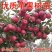 烟富系列苹果苗，果个大，坐果率高，效益好。