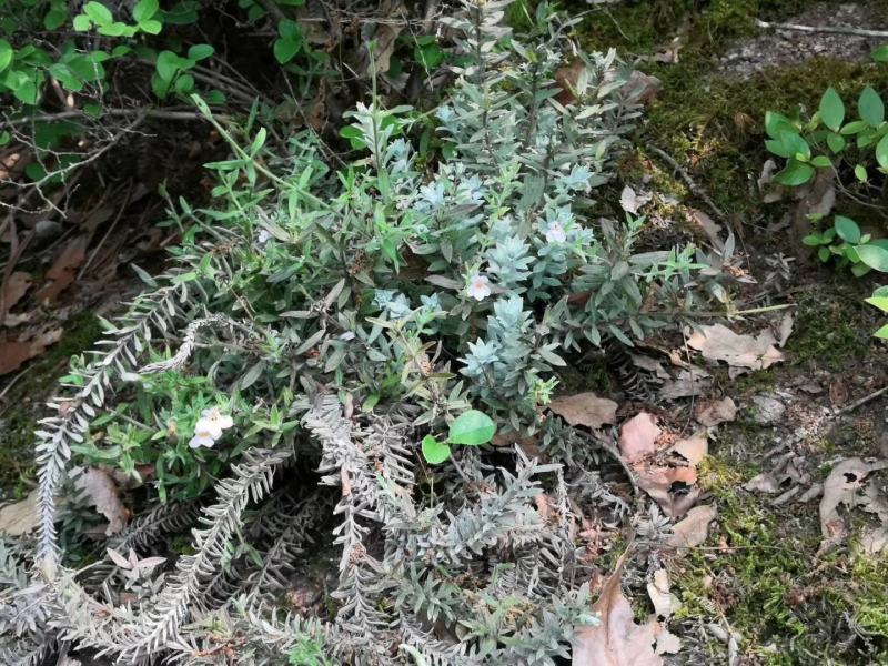 中草药整颗全草鹿茸草六月霜千年艾白龙骨白地蜈蚣新货