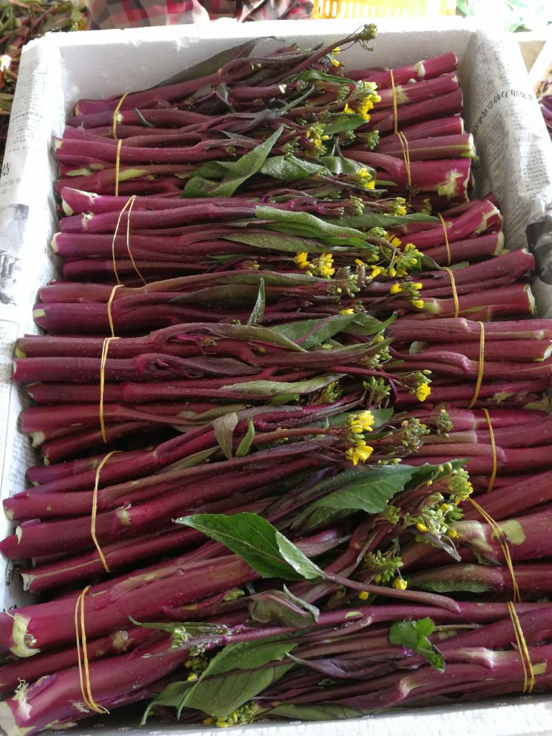 红菜苔15~20cm